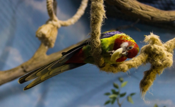 Как сотрудники охраны дикой природы спасли какаду из супермаркета Как сотрудники охраны дикой природы спасли какаду из супермаркета