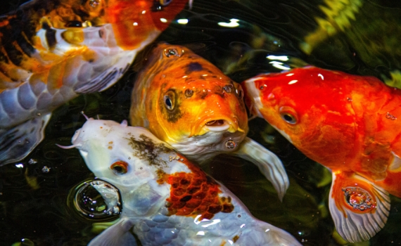 Долгожители пустынных вод: эти рыбы живут дольше 100 лет и становятся только здоровее — в чем секрет