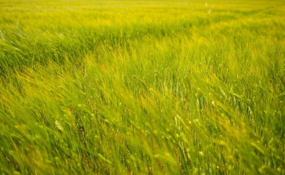 Иски на 800 миллионов: почему Латвия бессильна запретить транзит российского зерна Иски на 800 миллионов: почему Латвия бессильна запретить транзит российского зерна